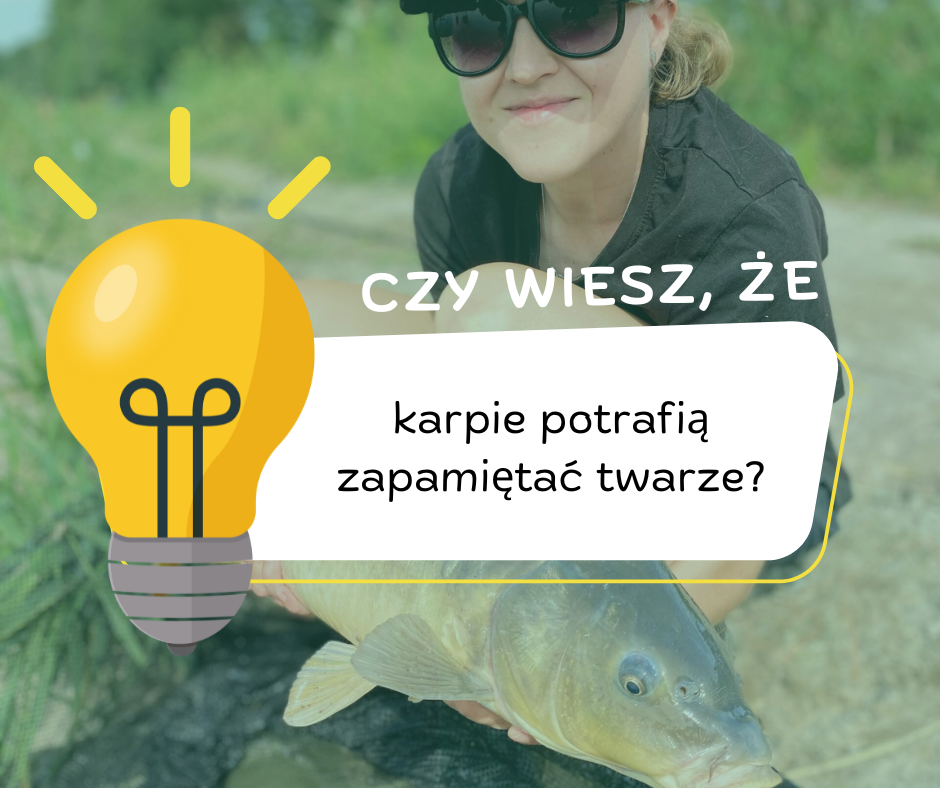 Karpie Potrafią Zapamiętać Twarze